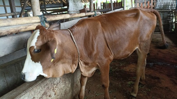 Ketahanan Pangan 2024